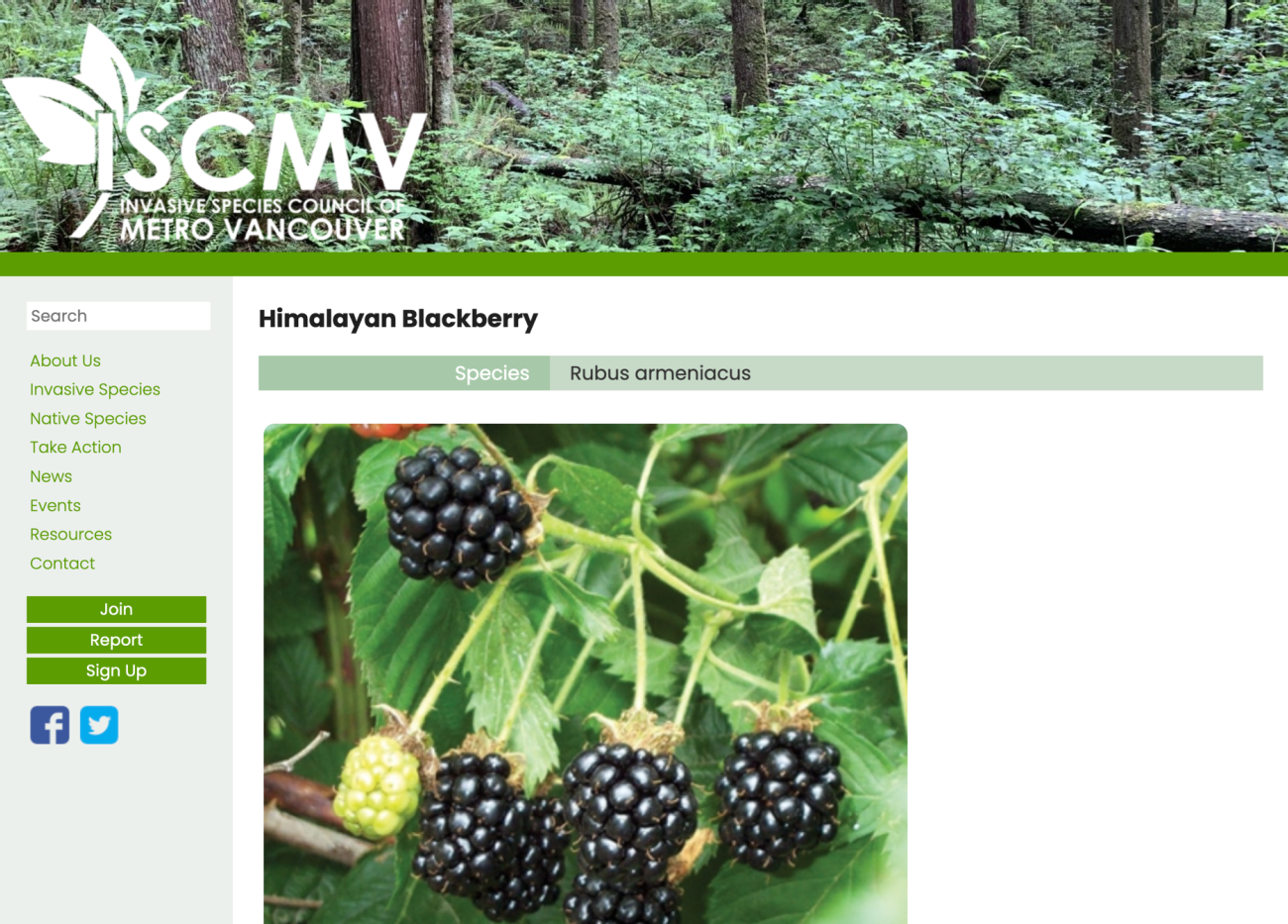 Screenshot of ISCMV Himalayan Blackberry page