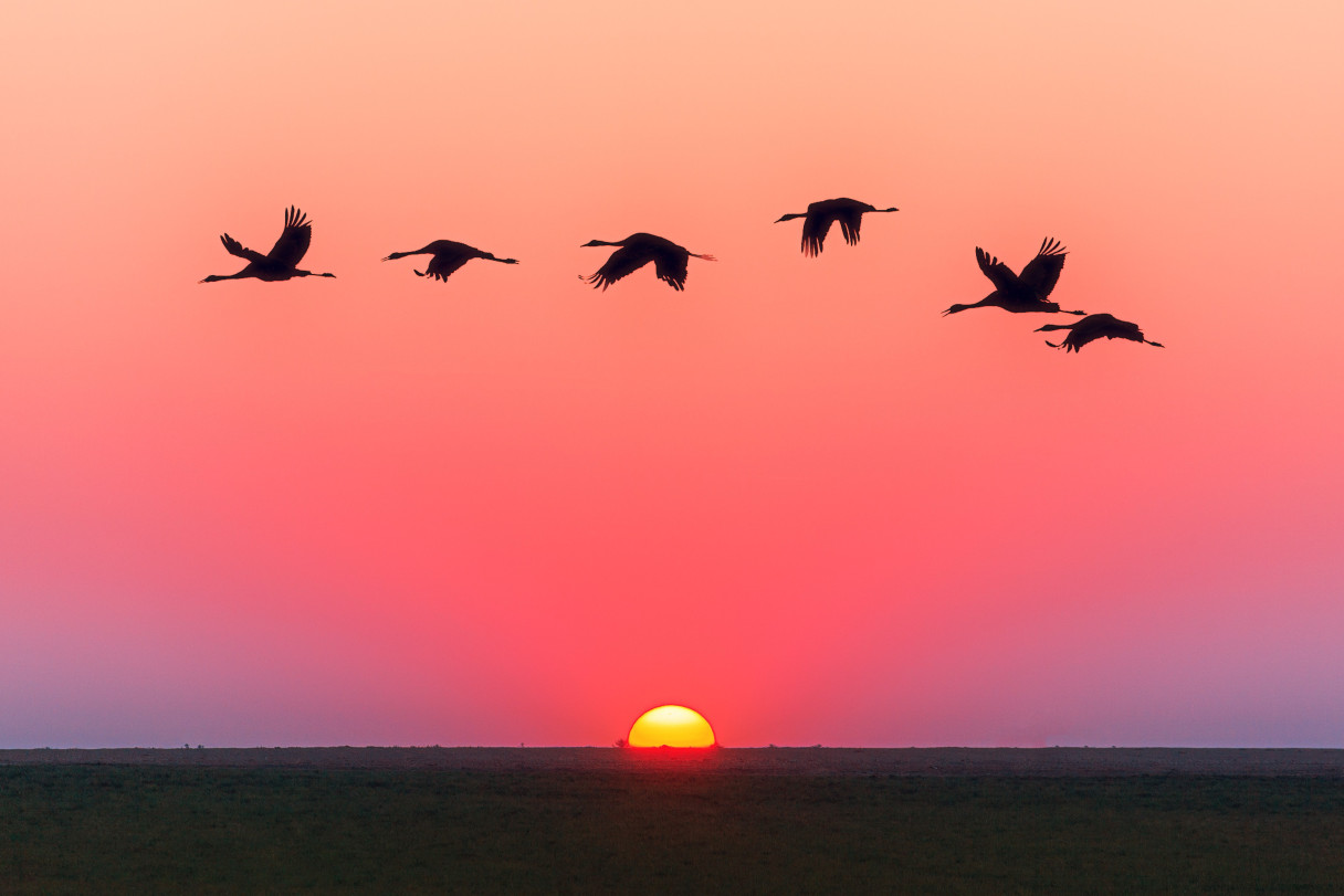 Ducks flying across a sunset sky